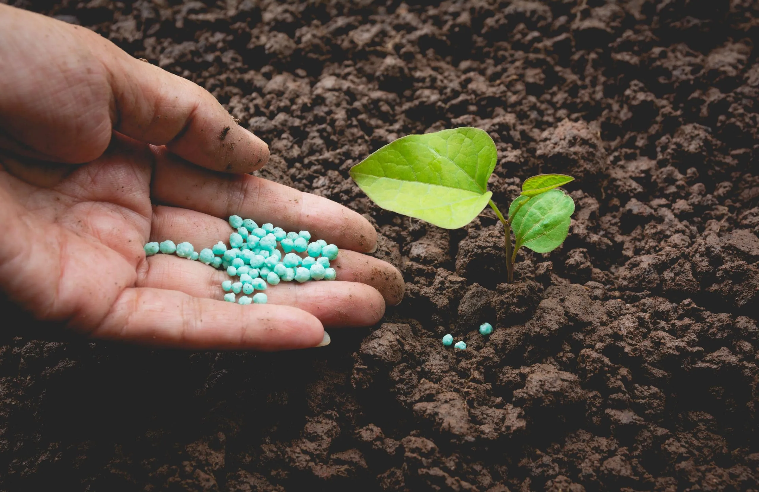 Indonesia Nitrogenous Fertilizer Market Outlook to 2030 seedling-concept-by-human-hand-apply-fertilizer-young-tree-green-background-1-scaled